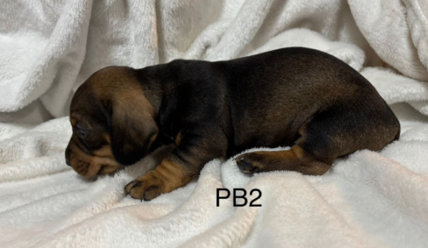 PB2