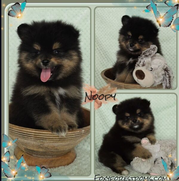 Noopy - Image 5