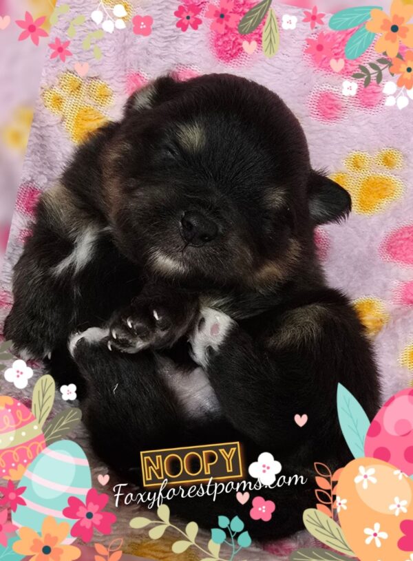Noopy - Image 3