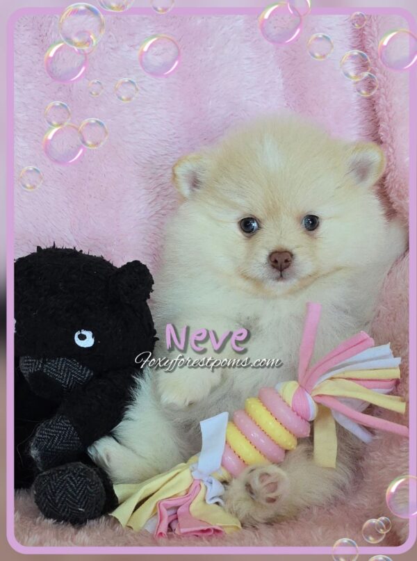 Neve - Image 5