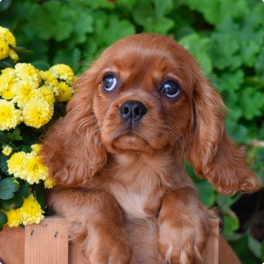 cavalier-king-charles-spaniel-df08e77ac502016077602b065399fbfa9b5a8df9622ea12481c052d3ba837877